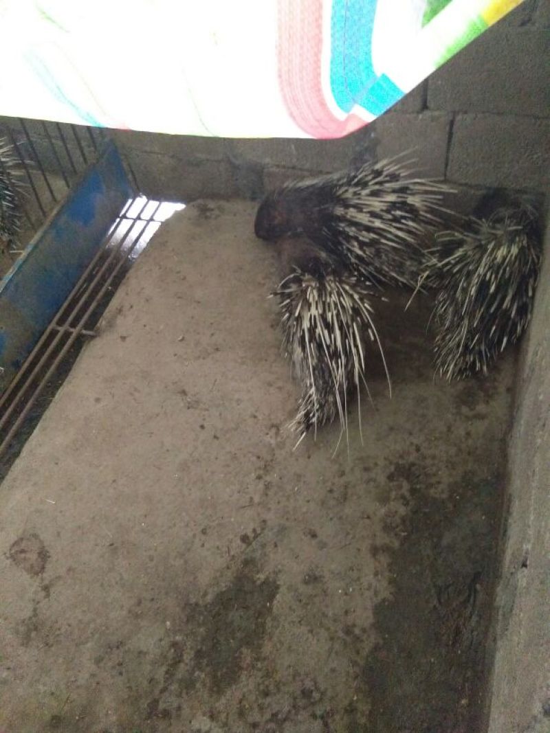 豪猪刺0.5m以下