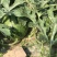 特小凤西瓜3斤打底9成熟1茬