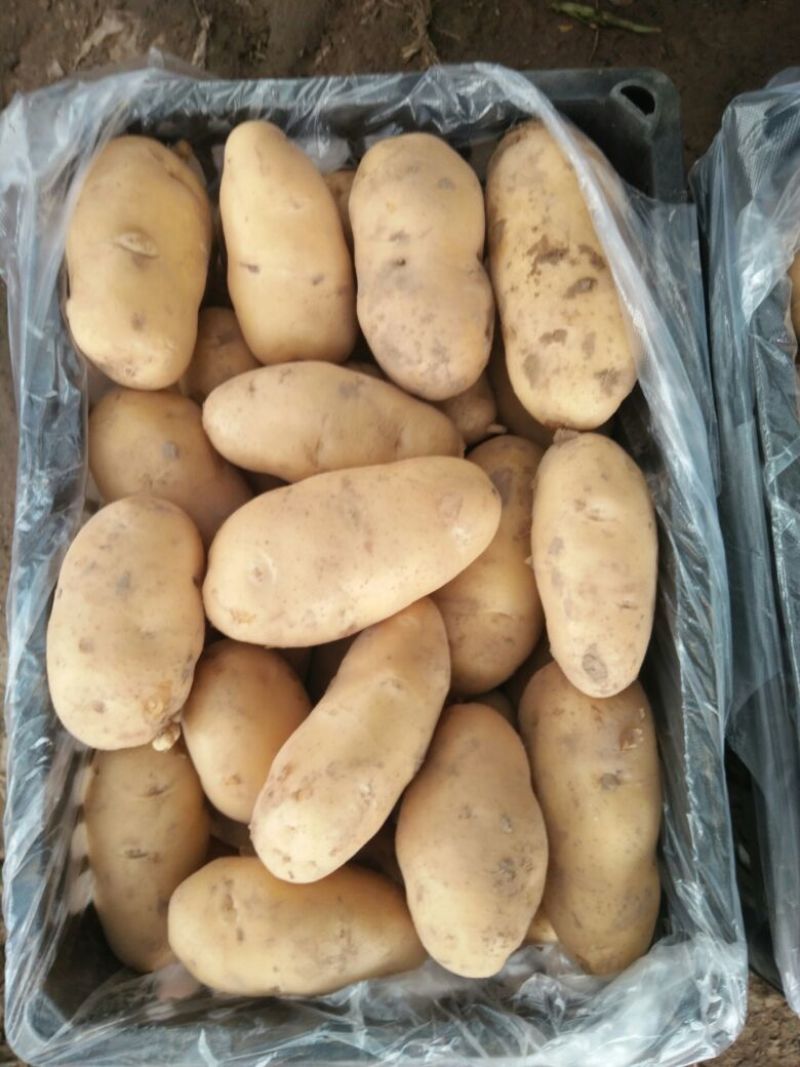 荷兰十五土豆精品4两以上