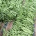 扁青芸豆15cm以上