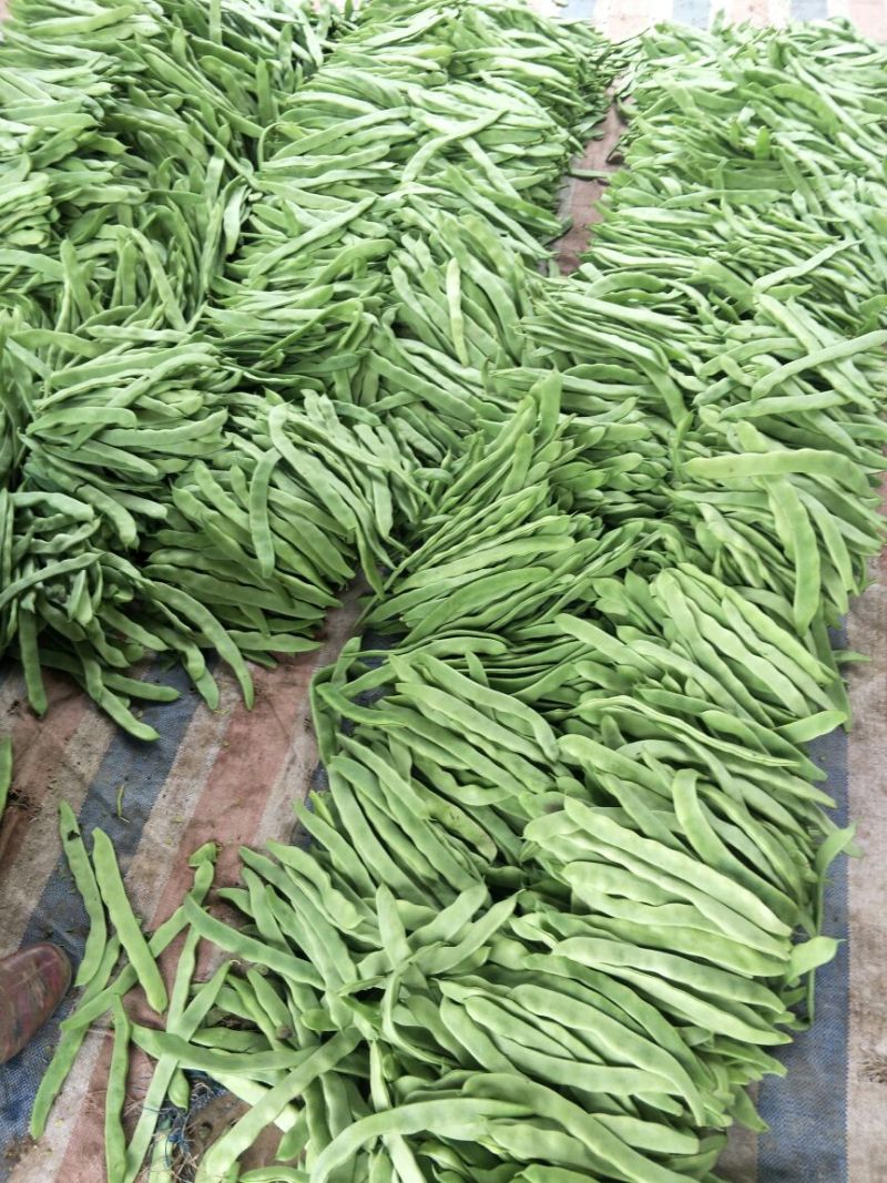 扁青芸豆15cm以上
