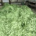 扁青芸豆15cm以上
