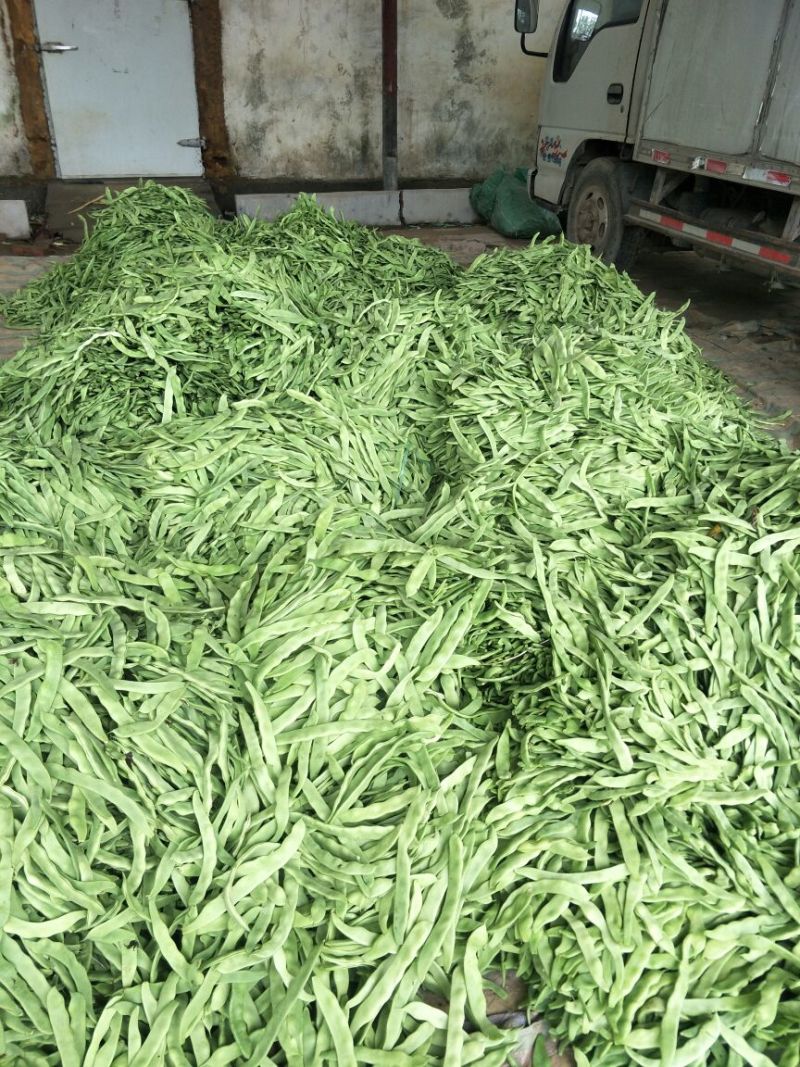 扁青芸豆15cm以上