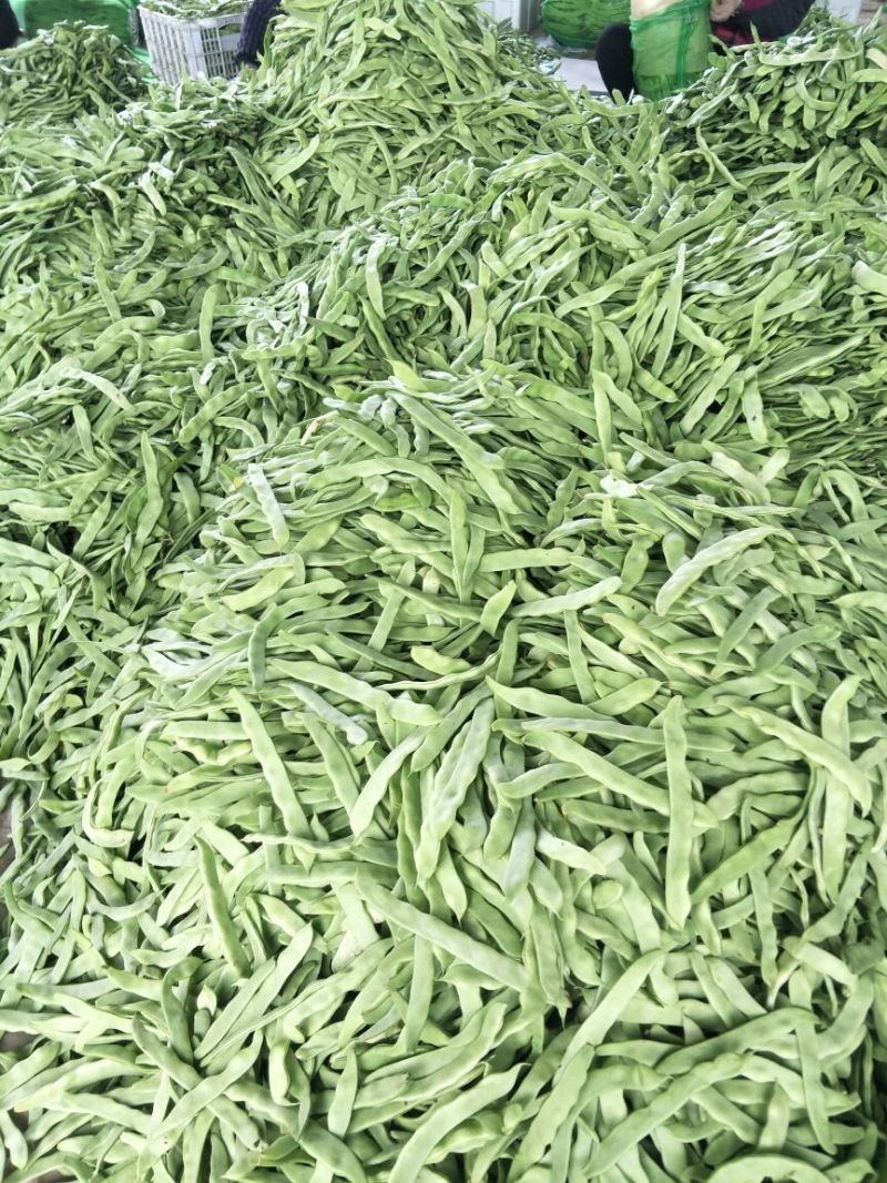 扁青芸豆15cm以上