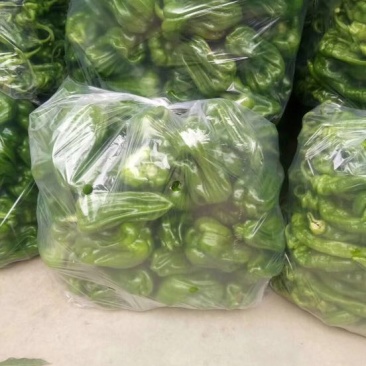 麻辣椒10~15厘米中辣青，质量好，刚刚上市