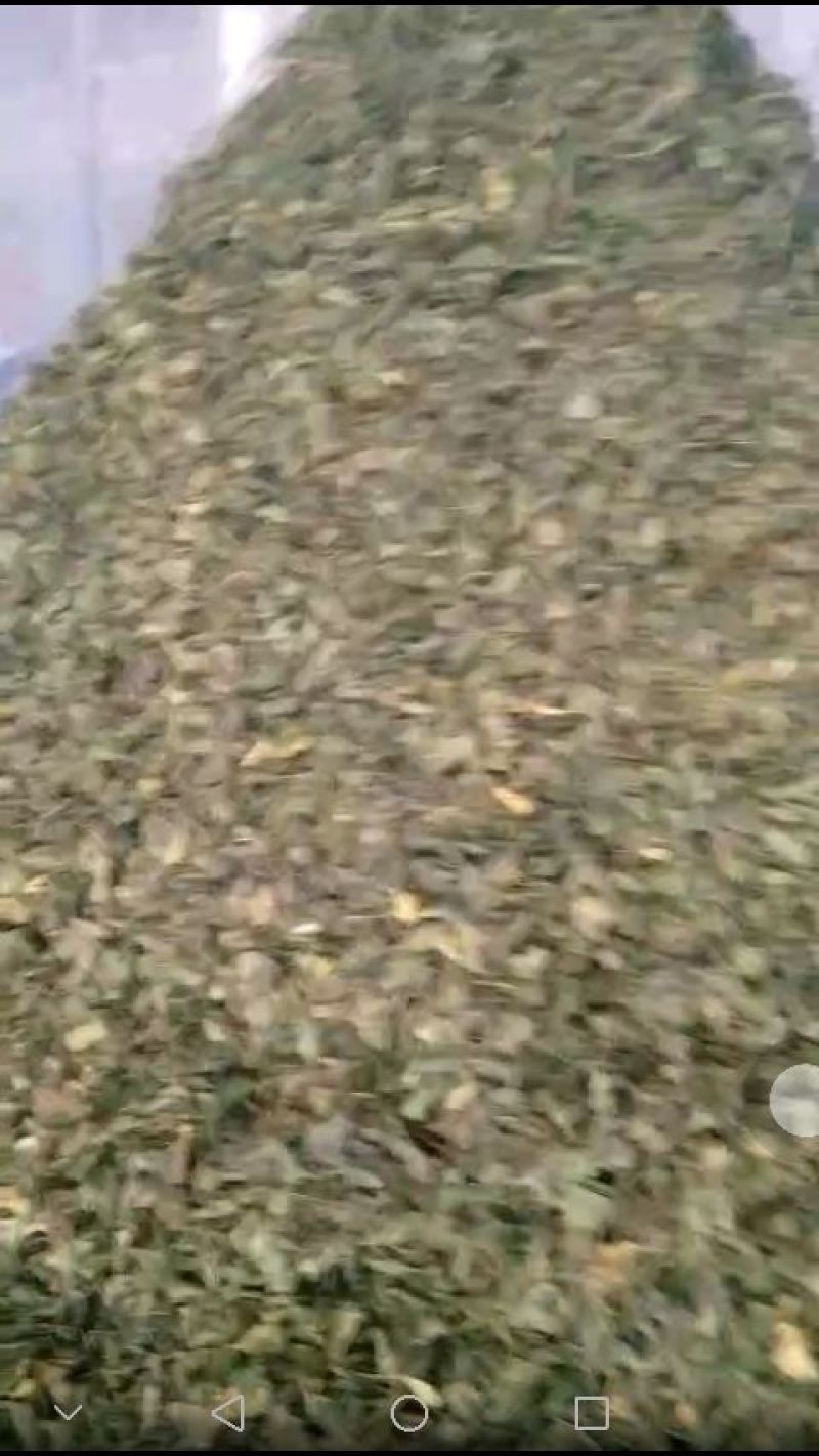 银杏叶青统