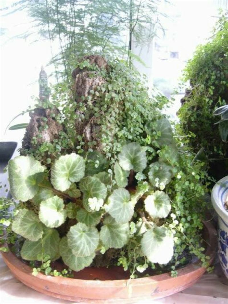 毛石上水石，奇石鱼缸，盆景石……