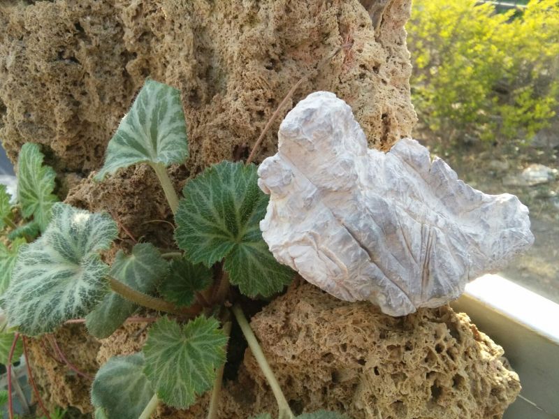 毛石上水石，奇石鱼缸，盆景石……