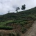 兰花香铁观音礼盒装，安溪源头茶农家新茶，自产自销粒粒鲜绿