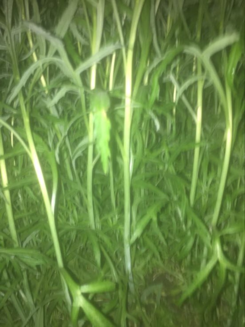 芦篙