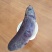 紫薯苗15~25cm