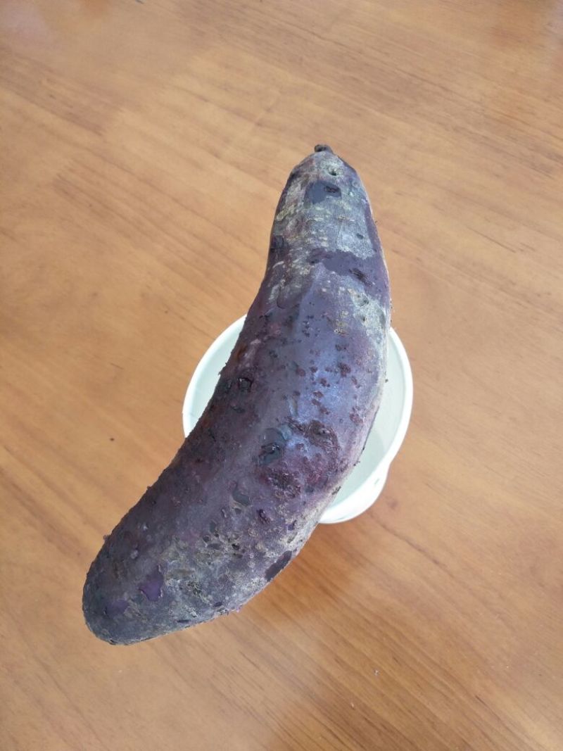 紫薯苗15~25cm
