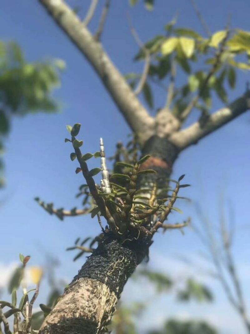 铁皮石斛浙江干货胶质好1斤起包邮
