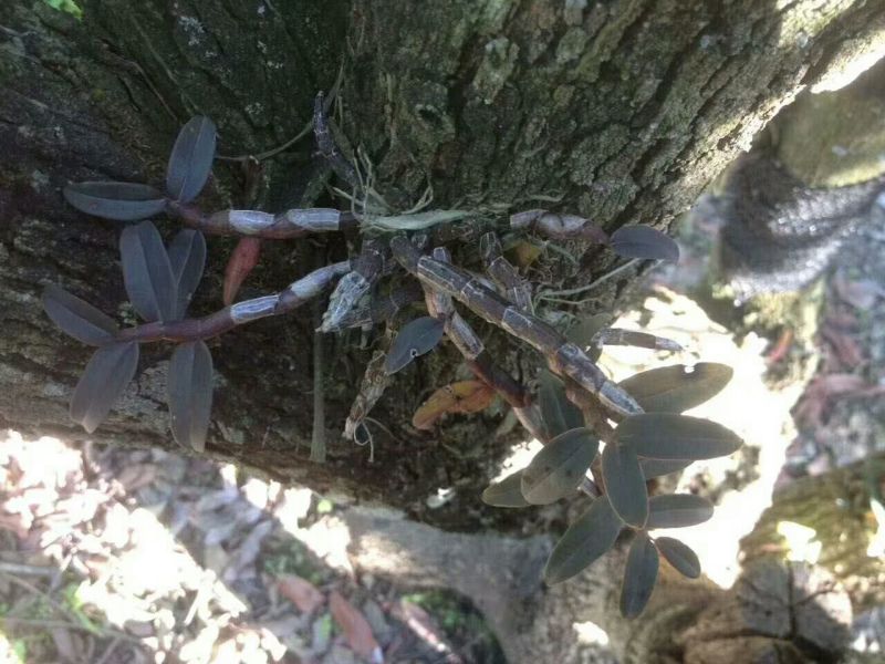 铁皮石斛浙江干货胶质好1斤起包邮