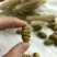 铁皮石斛浙江干货胶质好1斤起包邮