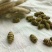 铁皮石斛浙江干货胶质好1斤起包邮