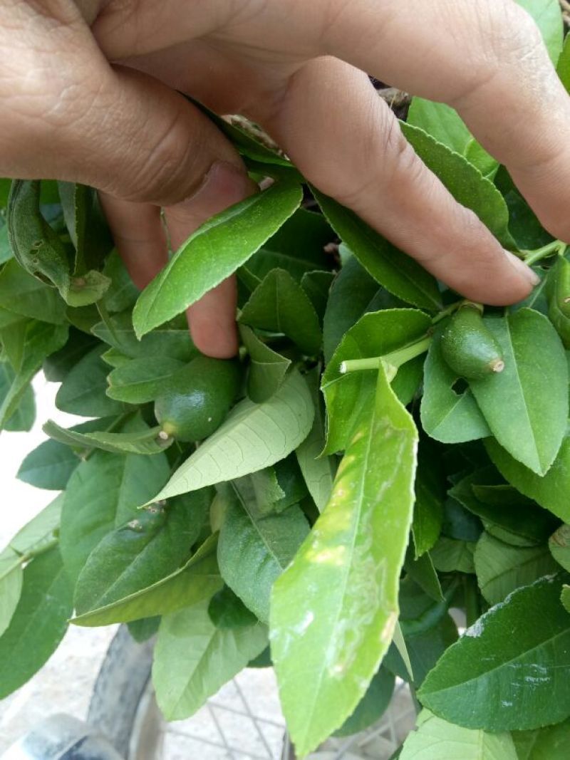 出售台弯四季无核香水柠檬苗