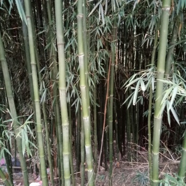 绿竹5~6m