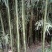 绿竹5~6m