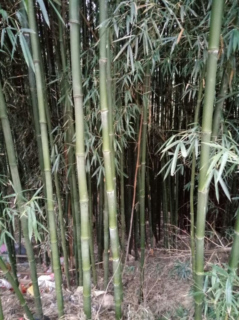 绿竹5~6m