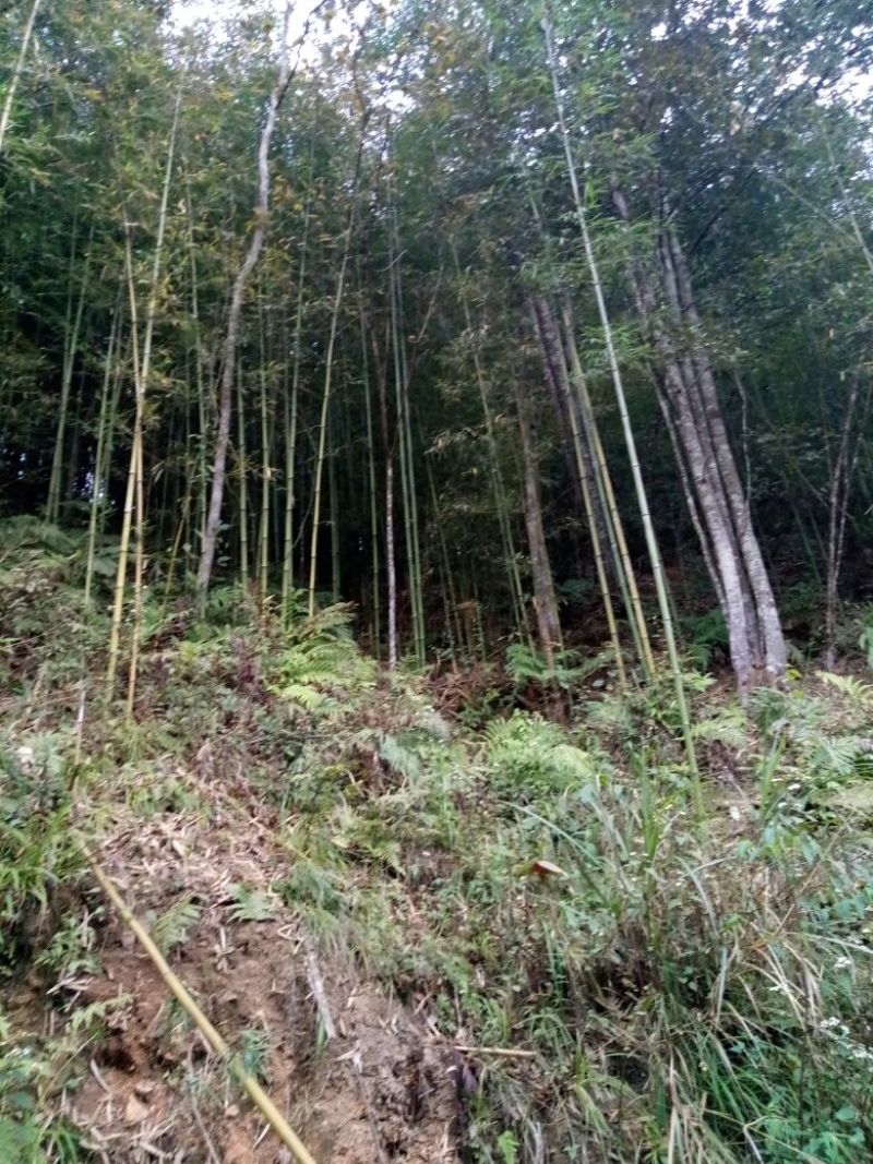 绿竹5~6m