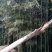 绿竹5~6m