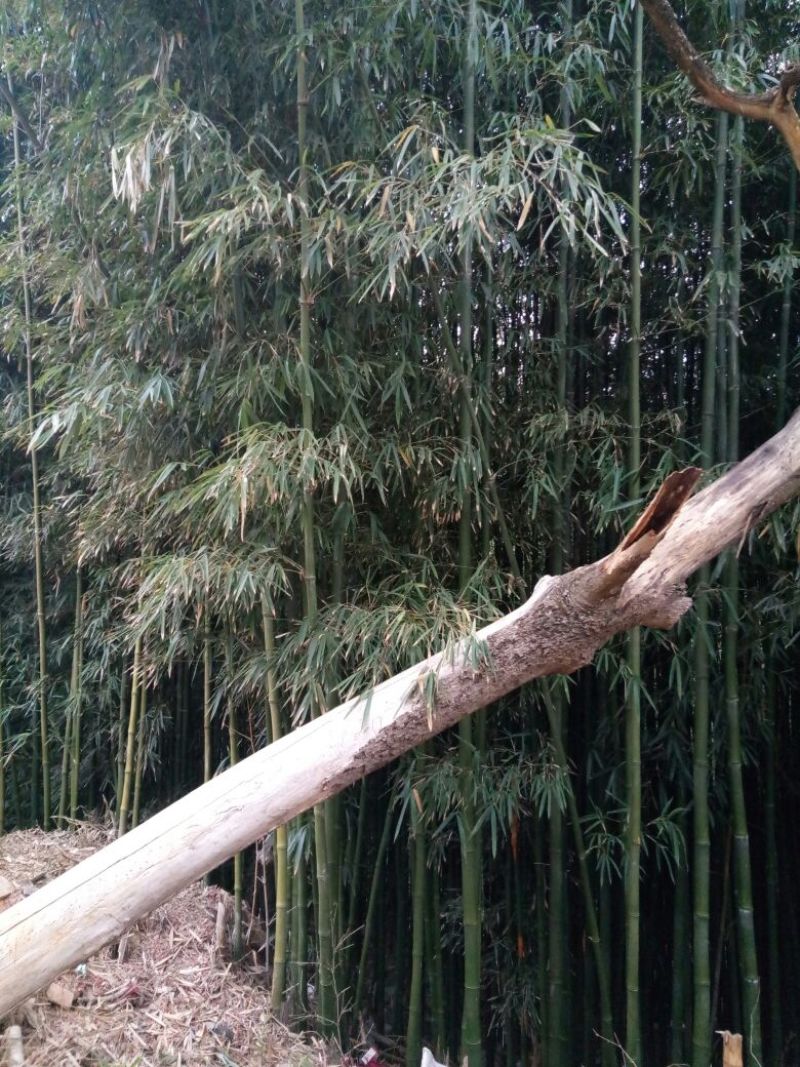 绿竹5~6m