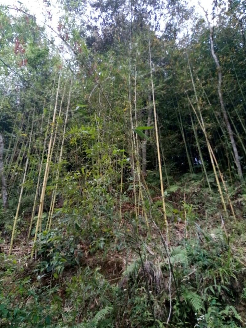 绿竹5~6m