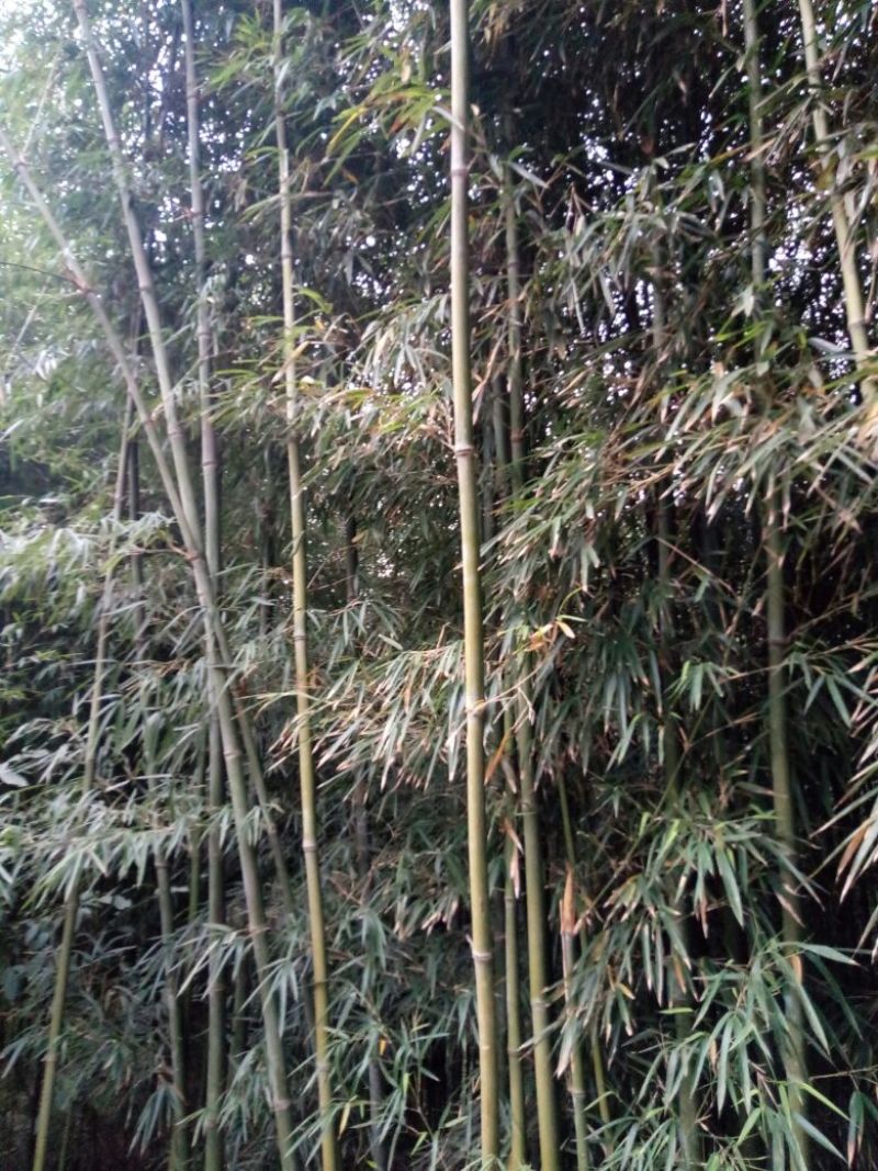 绿竹5~6m