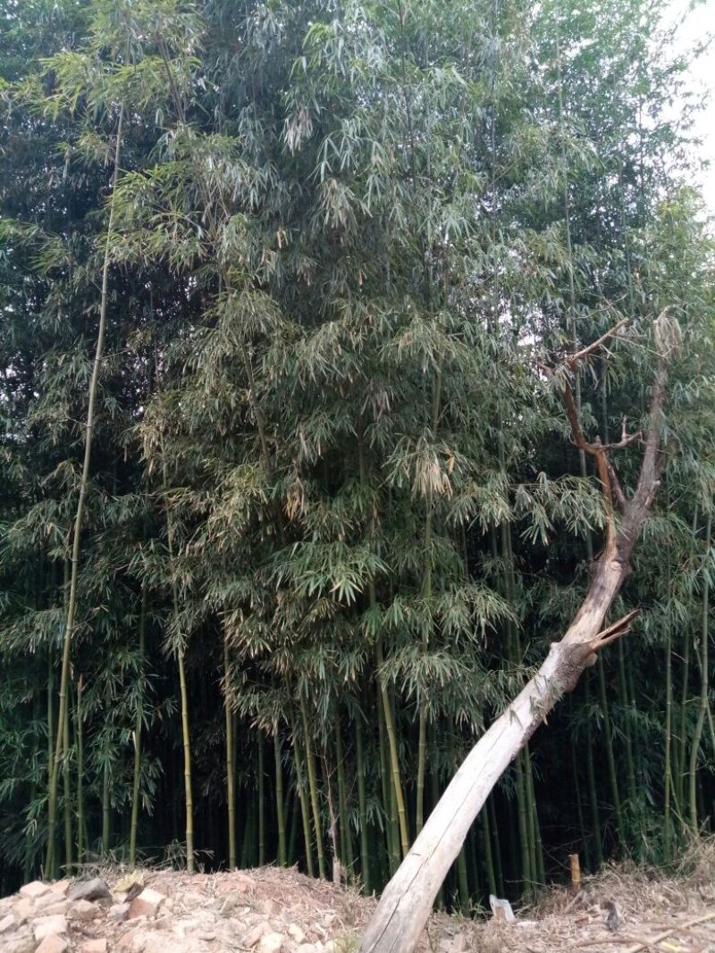 绿竹5~6m