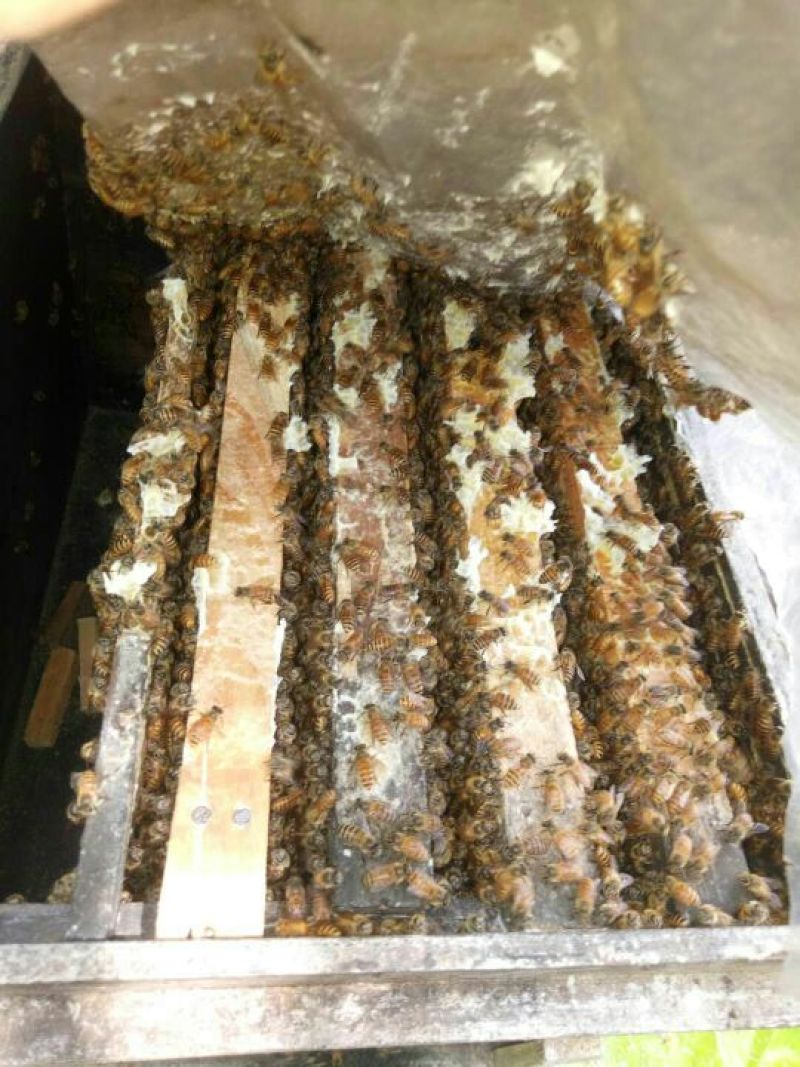 蜜蜂，中蜂，专人管理，一年四季全部新蜂王，信誉第一……