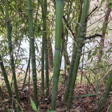 罗汉竹2cm以下