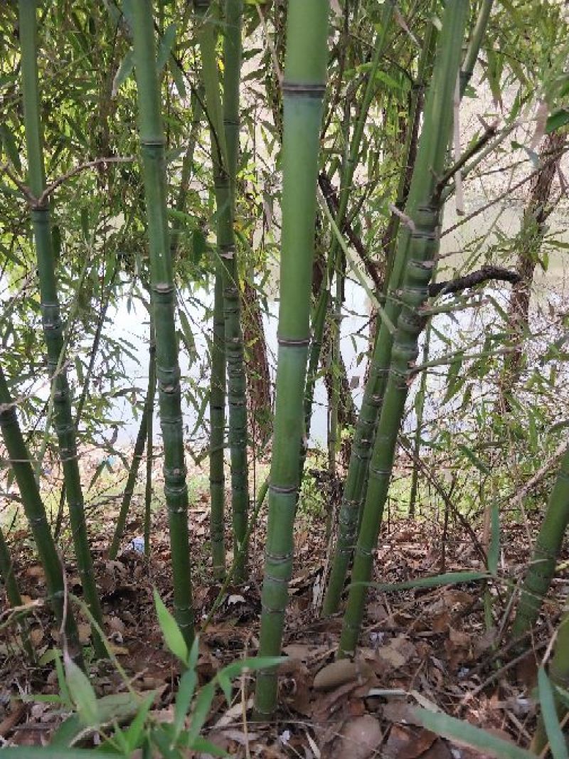 罗汉竹2cm以下