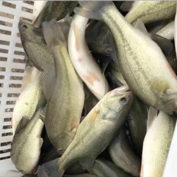 湖鲈