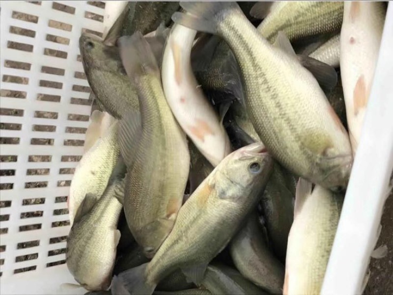 湖鲈