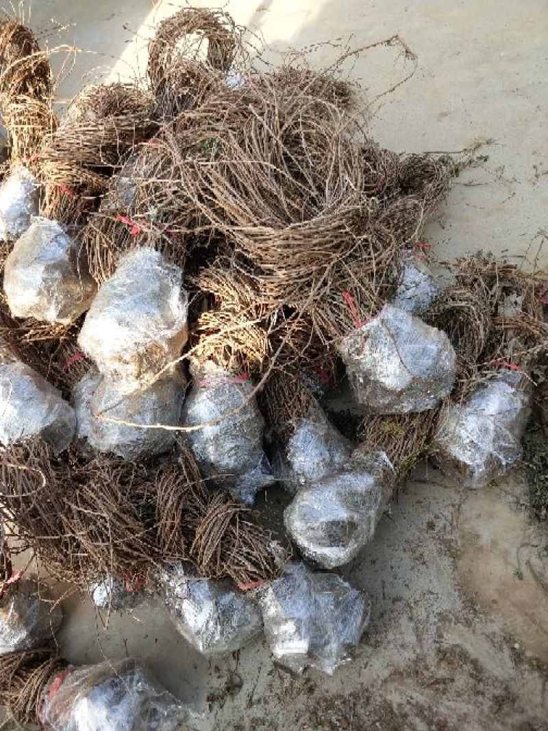 爬山虎1cm以下1~1.5米