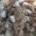 爬山虎1cm以下1~1.5米