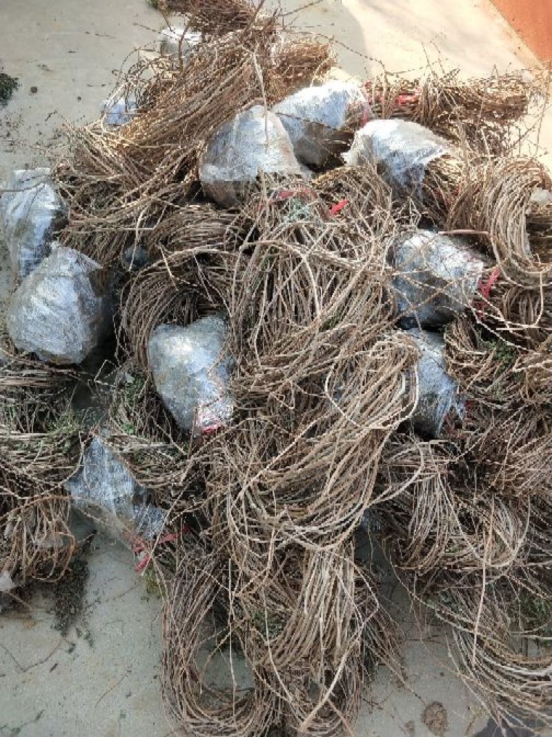 爬山虎1cm以下1~1.5米
