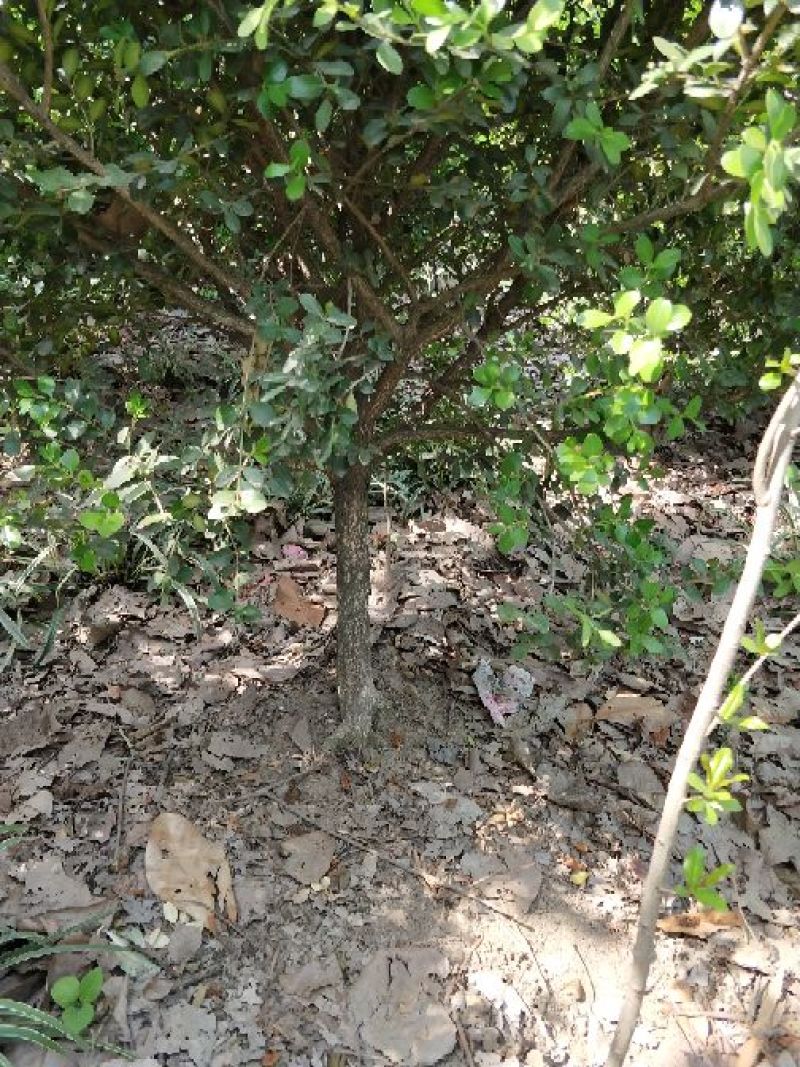 黄杨树桩5cm以下