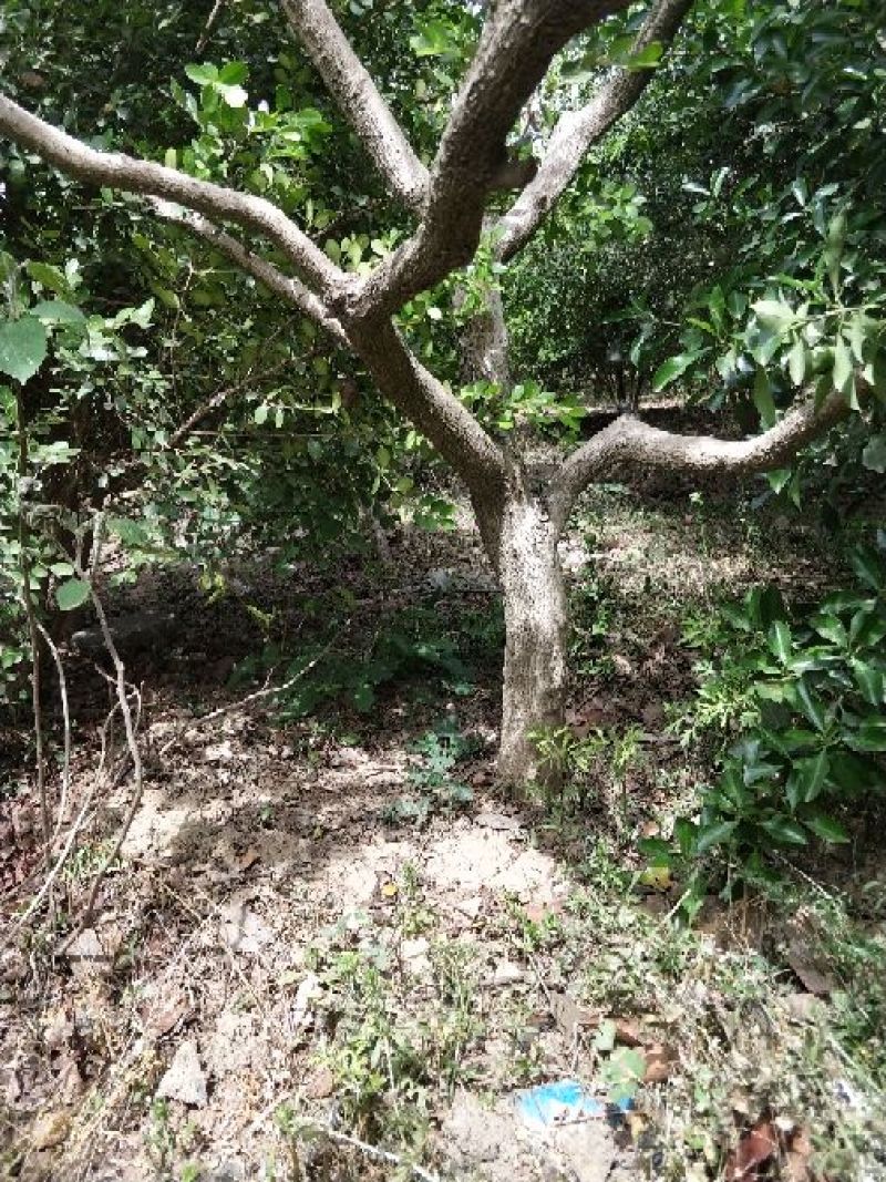 黄杨树桩5cm以下
