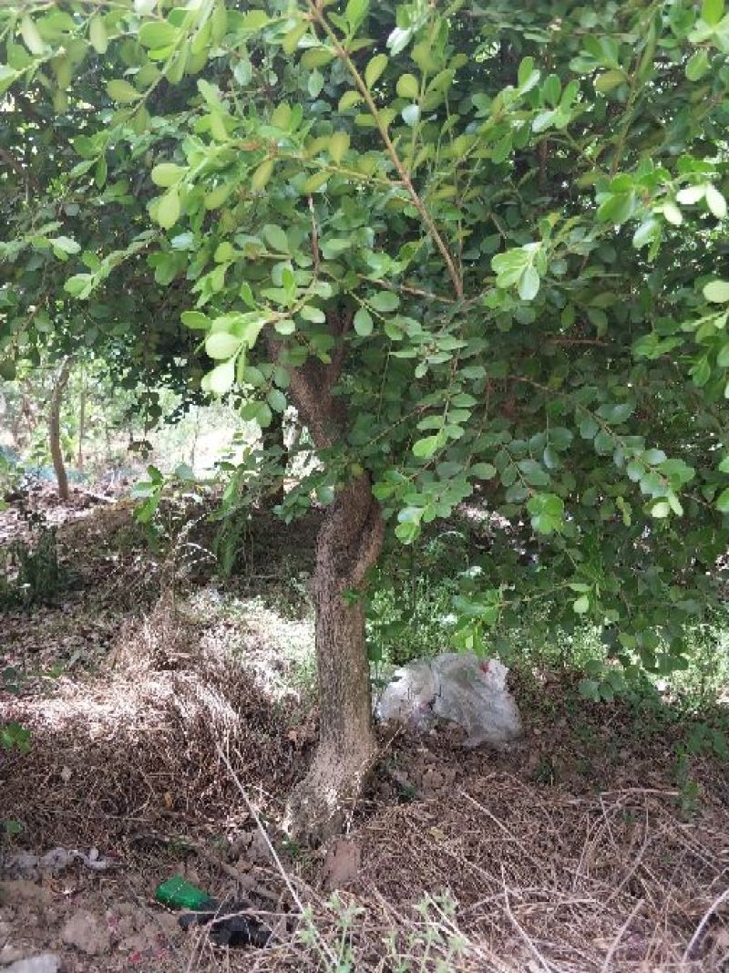 黄杨树桩5cm以下