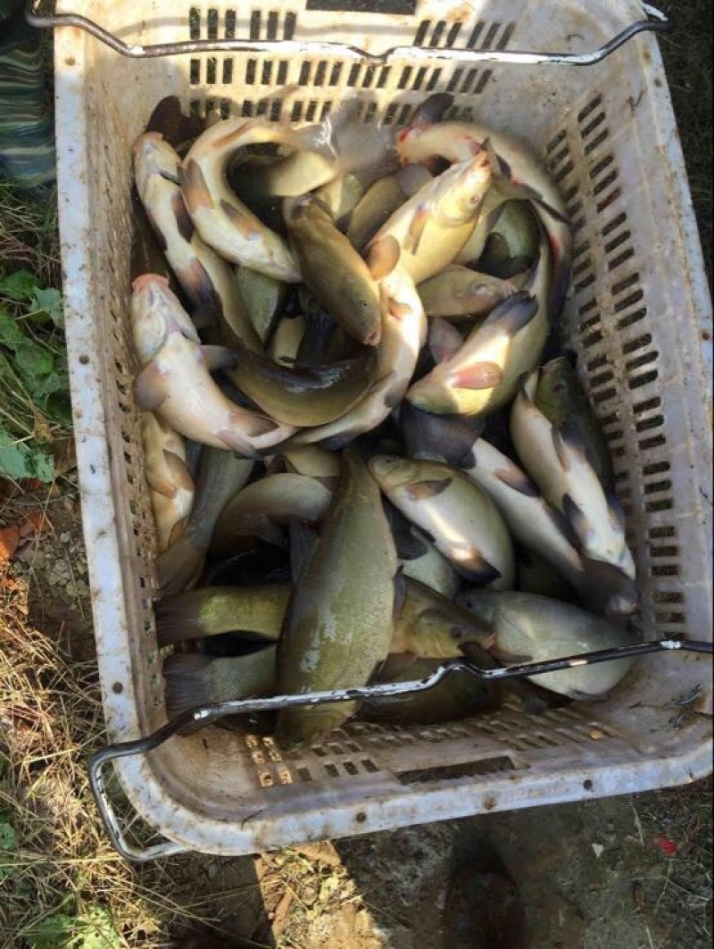 丁桂鱼20cm以上
