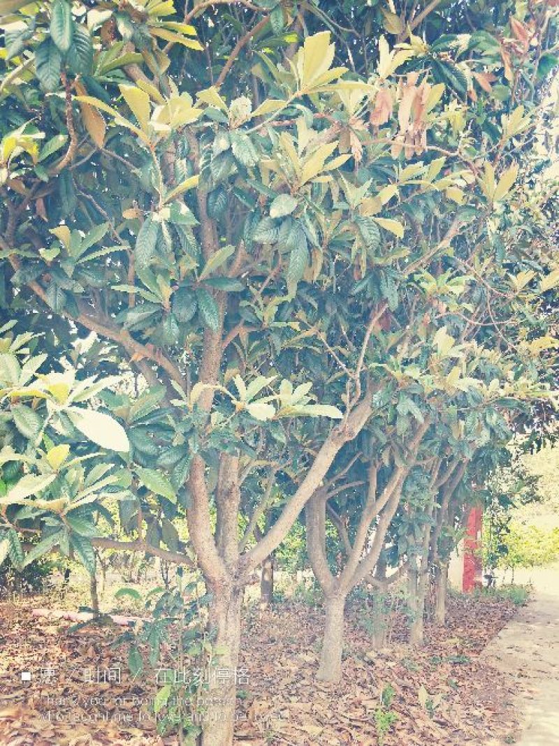 枇杷树231~260cm