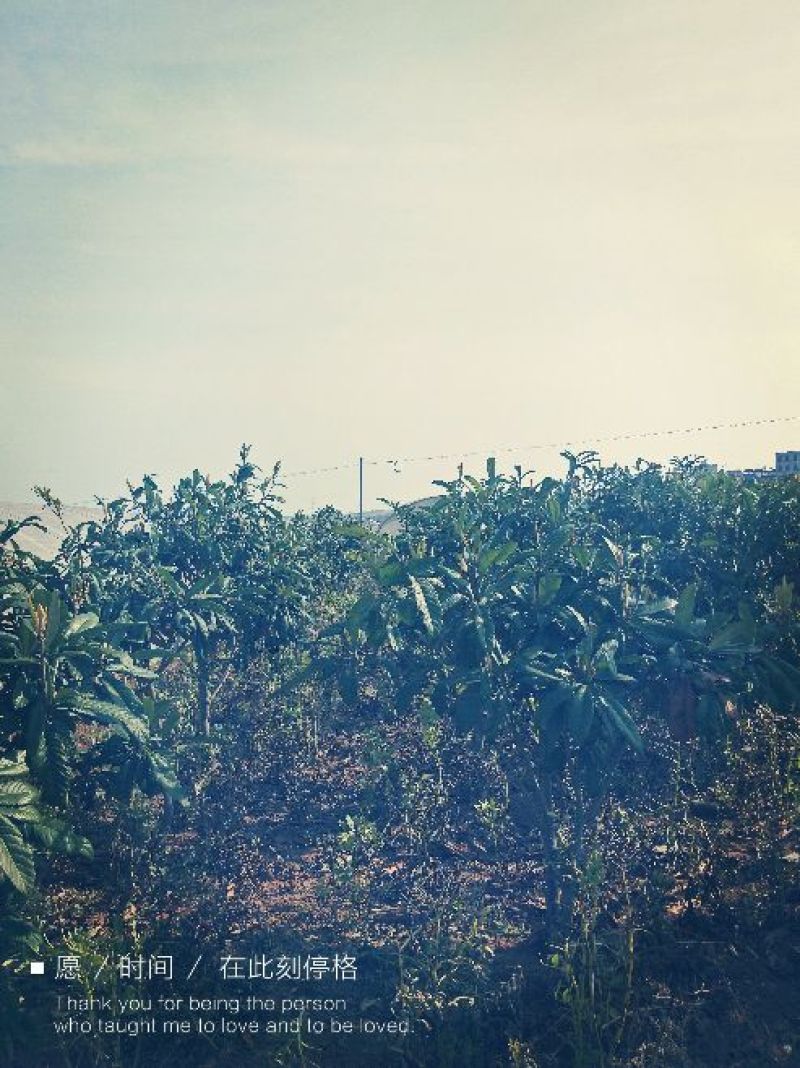 枇杷树231~260cm