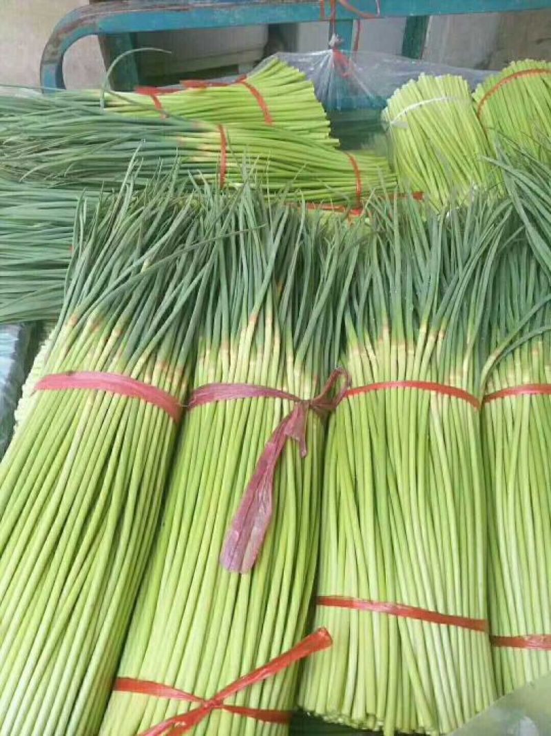 【杂交蒜薹】精品蒜薹产地直销质优价廉对接商超欢迎订购！