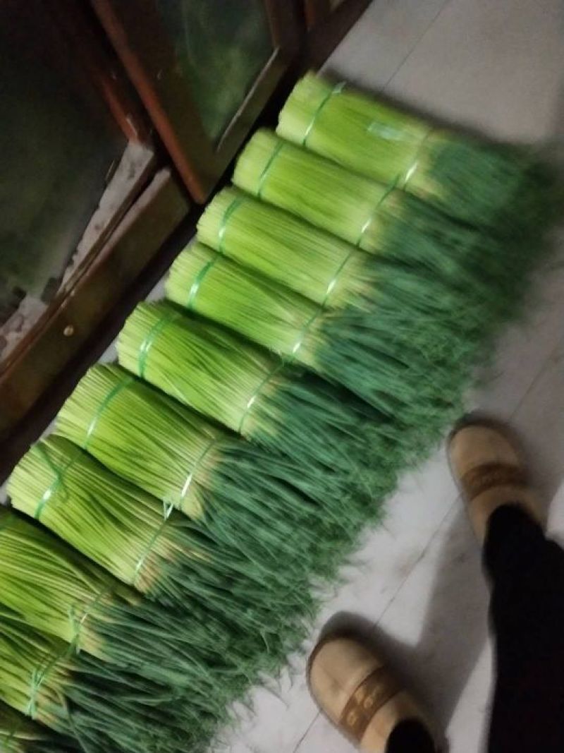 【杂交蒜薹】精品蒜薹产地直销质优价廉对接商超欢迎订购！
