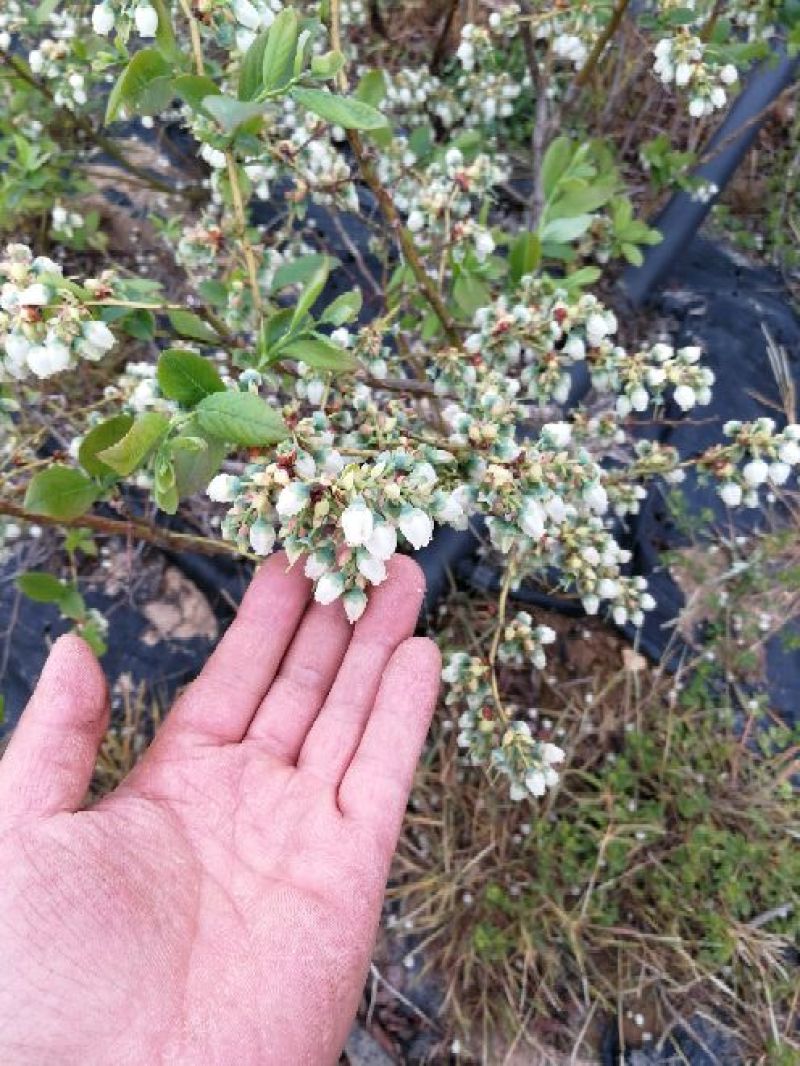 【热销】蓝莓苗薄雾莱克优瑞等地栽大小提供技术指导包售后