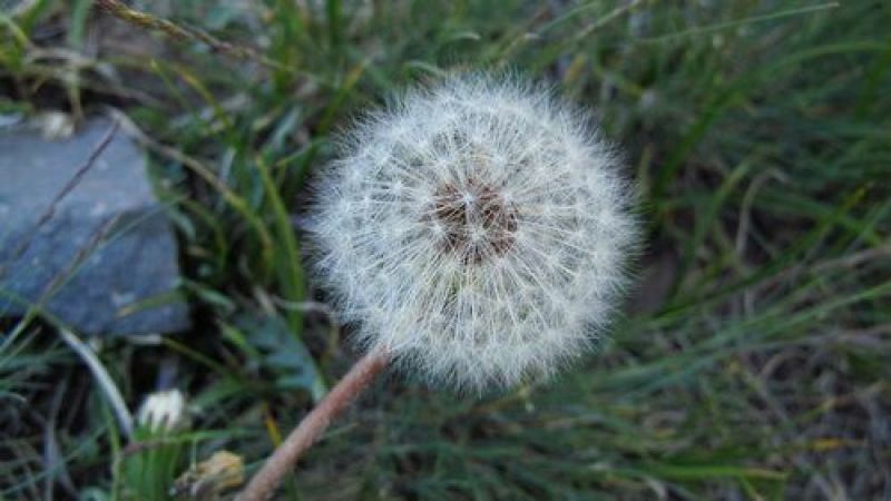 蒲公英种子新货包发芽