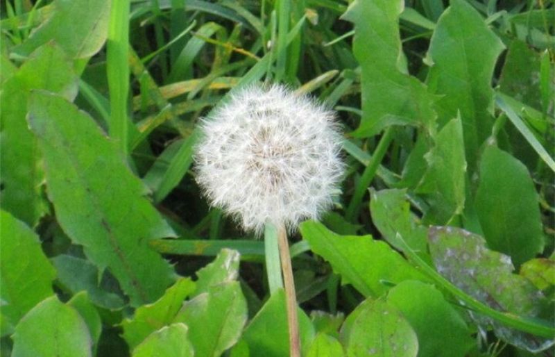 蒲公英种子新货包发芽