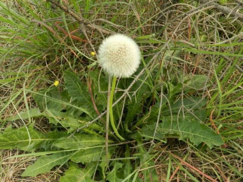 蒲公英种子新货包发芽